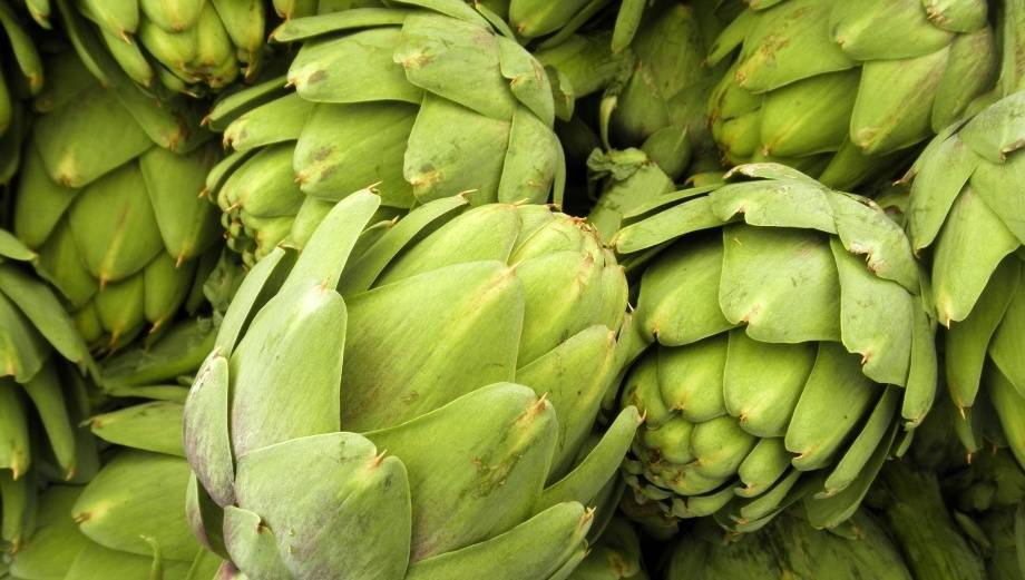 Артишок от алкоголя Растение артишок