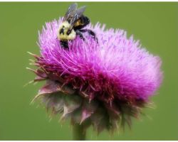В чем польза расторопши