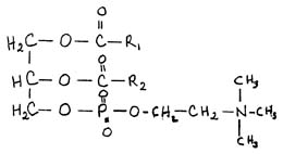 essencialnie_fosfolipidi